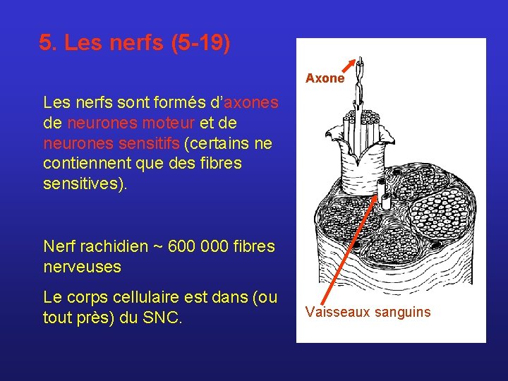 5. Les nerfs (5 -19) Axone Les nerfs sont formés d’axones de neurones moteur