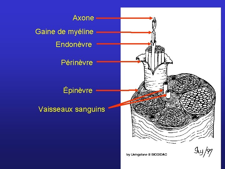 Axone Gaine de myéline Endonèvre Périnèvre Épinèvre Vaisseaux sanguins 