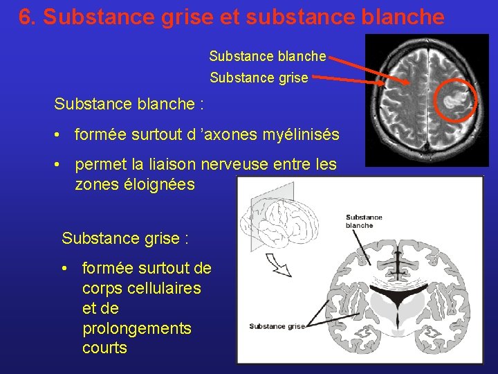 6. Substance grise et substance blanche Substance grise Substance blanche : • formée surtout