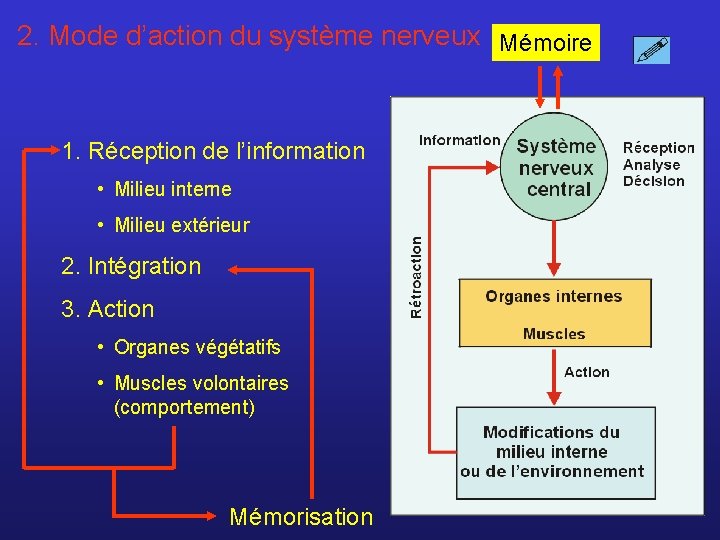 2. Mode d’action du système nerveux Mémoire 1. Réception de l’information • Milieu interne