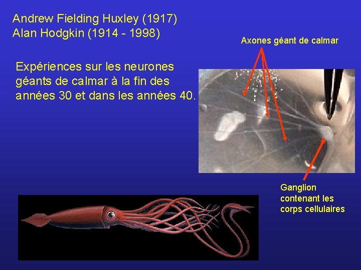 Andrew Fielding Huxley (1917) Alan Hodgkin (1914 - 1998) Axones géant de calmar Expériences