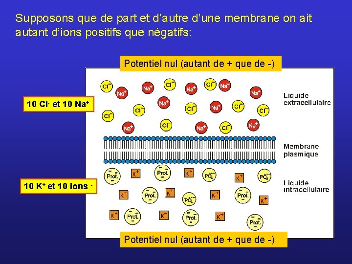 Supposons que de part et d’autre d’une membrane on ait autant d’ions positifs que