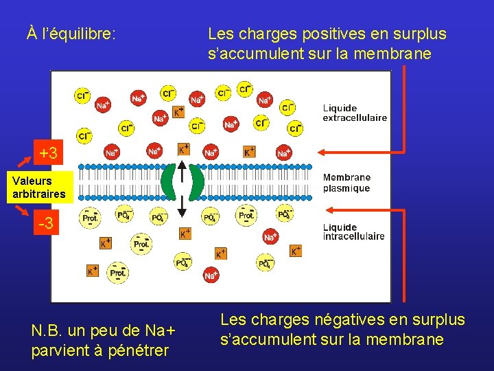 À l’équilibre: Les charges positives en surplus s’accumulent sur la membrane +3 Valeurs arbitraires