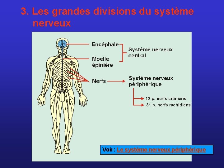 3. Les grandes divisions du système nerveux Voir: Le système nerveux périphérique 