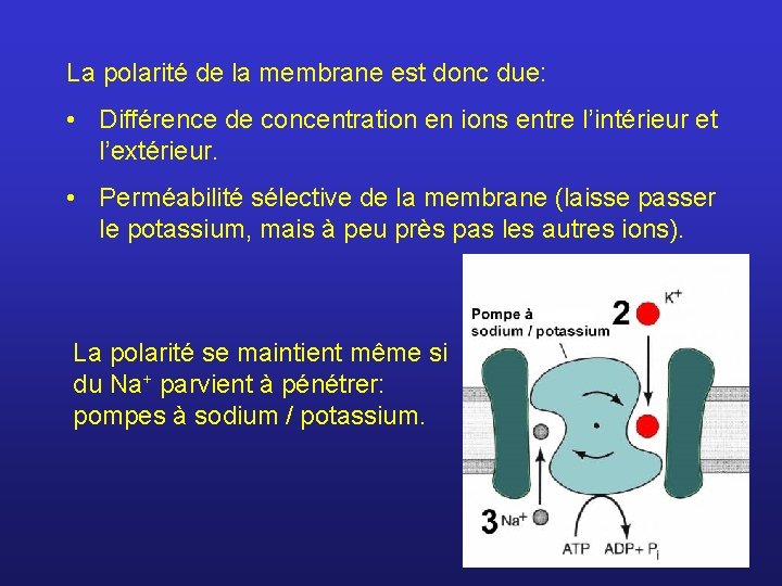 La polarité de la membrane est donc due: • Différence de concentration en ions