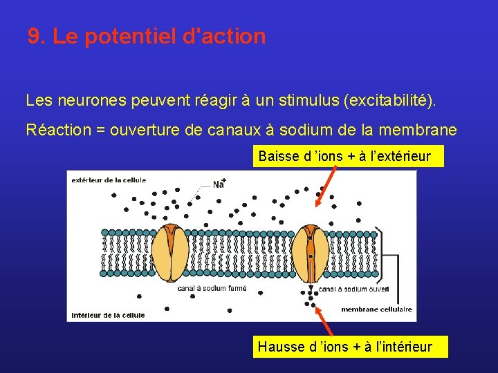 9. Le potentiel d'action Les neurones peuvent réagir à un stimulus (excitabilité). Réaction =