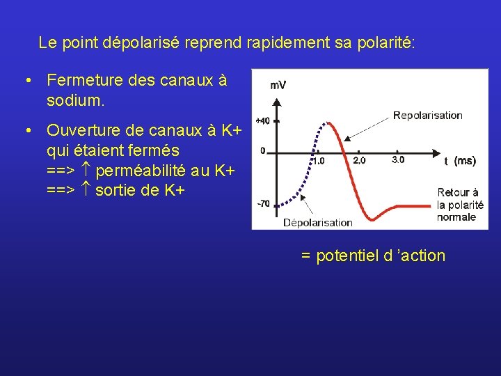 Le point dépolarisé reprend rapidement sa polarité: • Fermeture des canaux à sodium. •