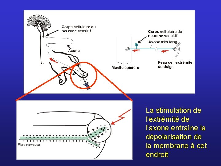La stimulation de l’extrémité de l’axone entraîne la dépolarisation de la membrane à cet