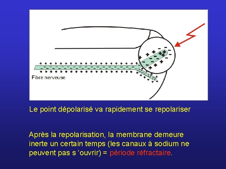 Le point dépolarisé va rapidement se repolariser Après la repolarisation, la membrane demeure inerte