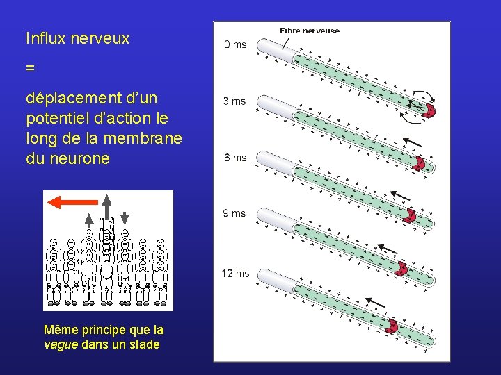 Influx nerveux = déplacement d’un potentiel d’action le long de la membrane du neurone