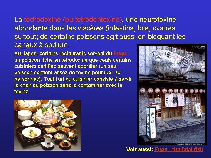 La tédrodoxine (ou tétrodontoxine), une neurotoxine abondante dans les viscères (intestins, foie, ovaires surtout)