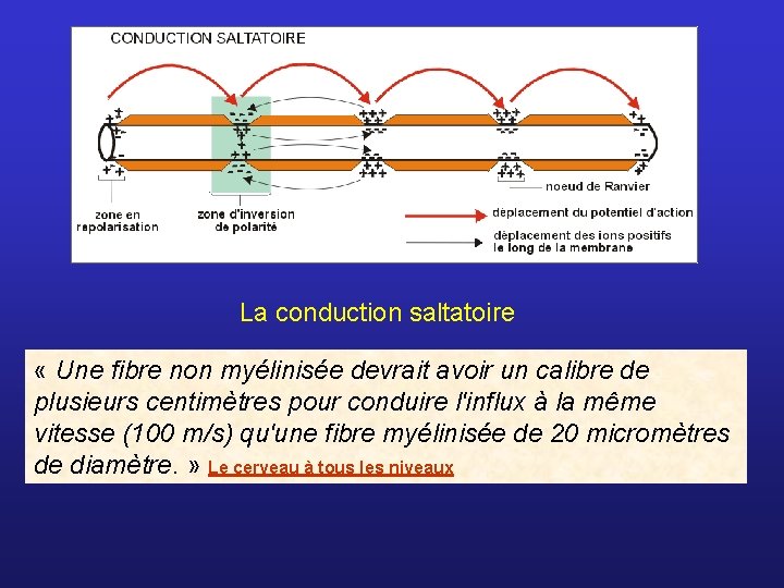 La conduction saltatoire « Une fibre non myélinisée devrait avoir un calibre de plusieurs