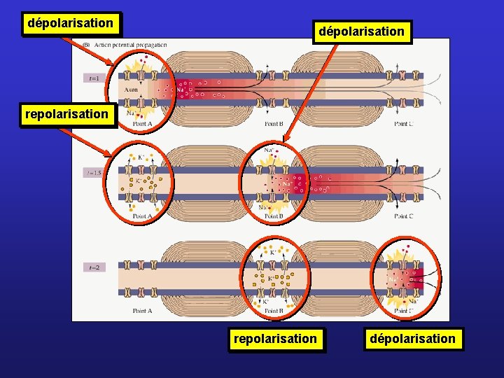 dépolarisation repolarisation dépolarisation 
