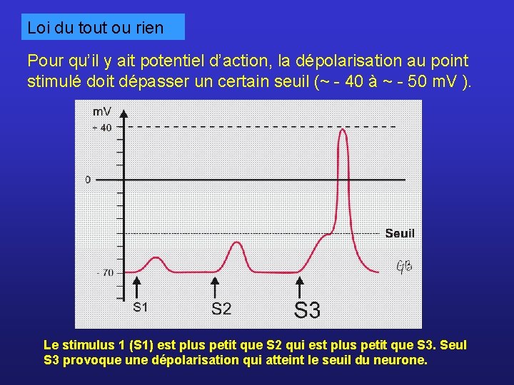 Loi du tout ou rien Pour qu’il y ait potentiel d’action, la dépolarisation au