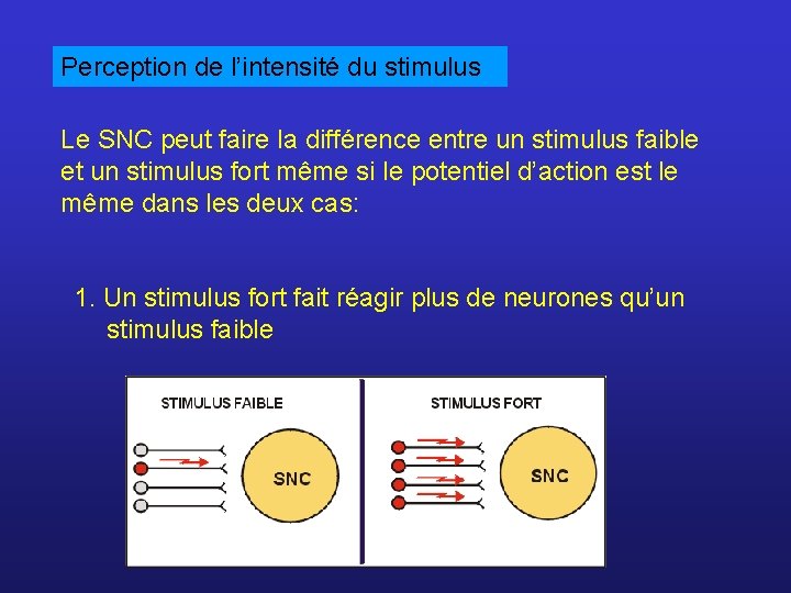 Perception de l’intensité du stimulus Le SNC peut faire la différence entre un stimulus