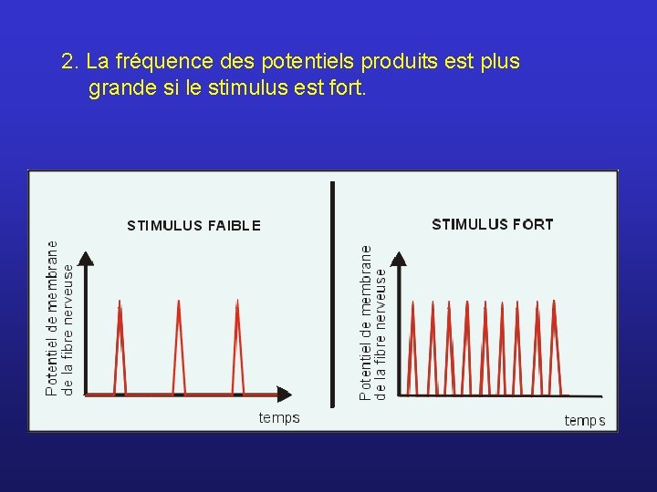 2. La fréquence des potentiels produits est plus grande si le stimulus est fort.