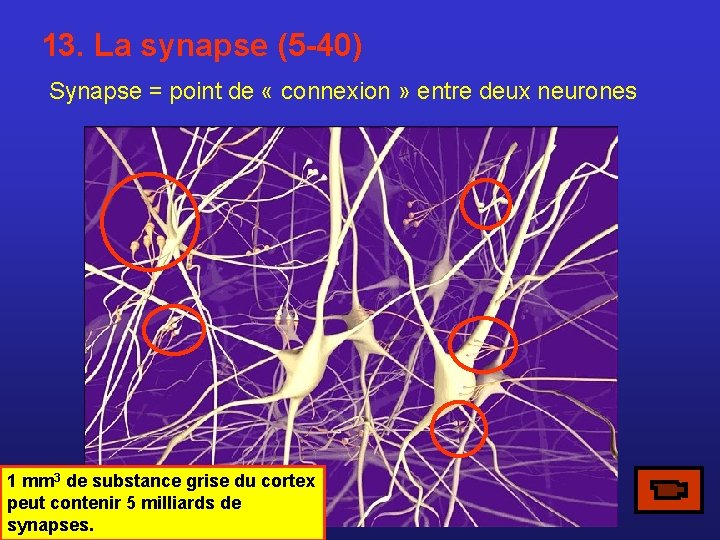 13. La synapse (5 -40) Synapse = point de « connexion » entre deux