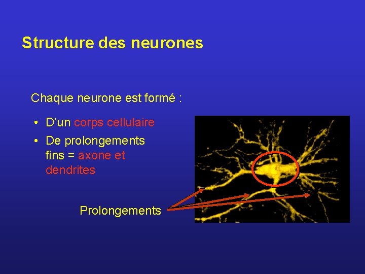 Structure des neurones Chaque neurone est formé : • D’un corps cellulaire • De