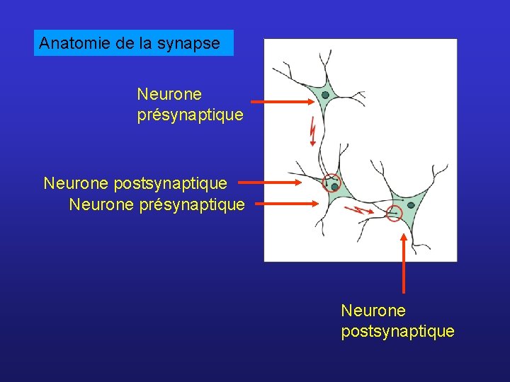 Anatomie de la synapse Neurone présynaptique Neurone postsynaptique 