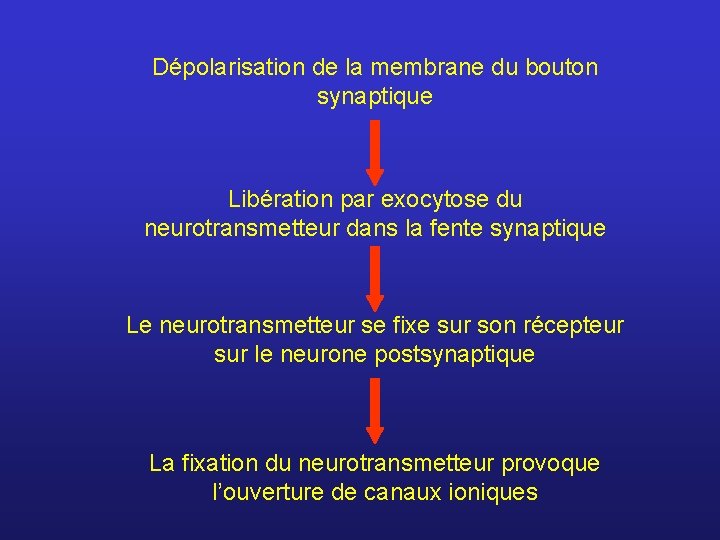 Dépolarisation de la membrane du bouton synaptique Libération par exocytose du neurotransmetteur dans la