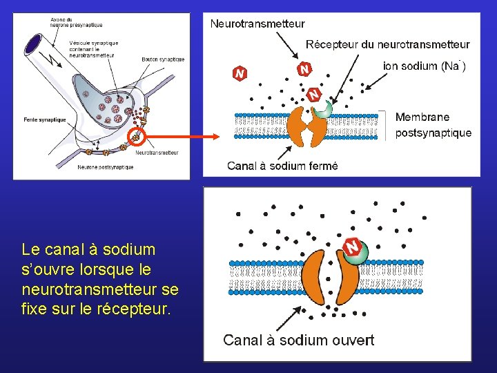 Le canal à sodium s’ouvre lorsque le neurotransmetteur se fixe sur le récepteur. 