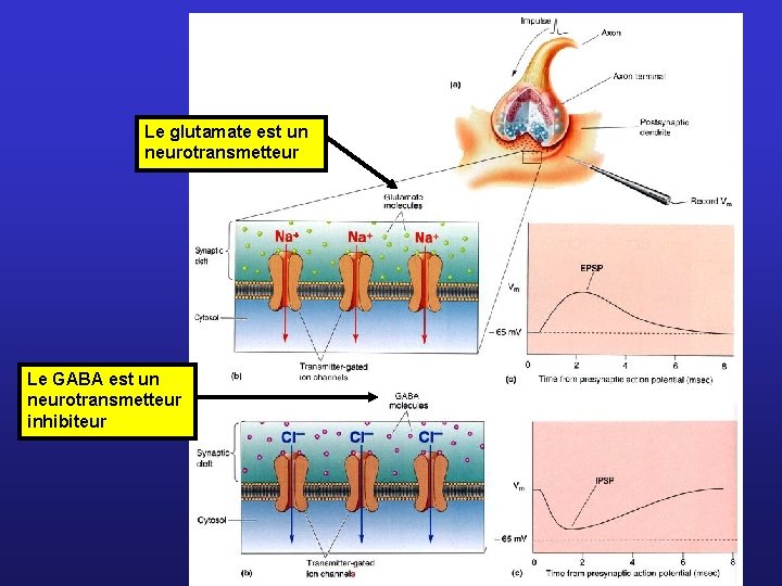 Le glutamate est un neurotransmetteur Le GABA est un neurotransmetteur inhibiteur 