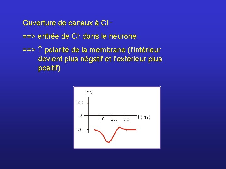 Ouverture de canaux à Cl ==> entrée de Cl- dans le neurone ==> polarité