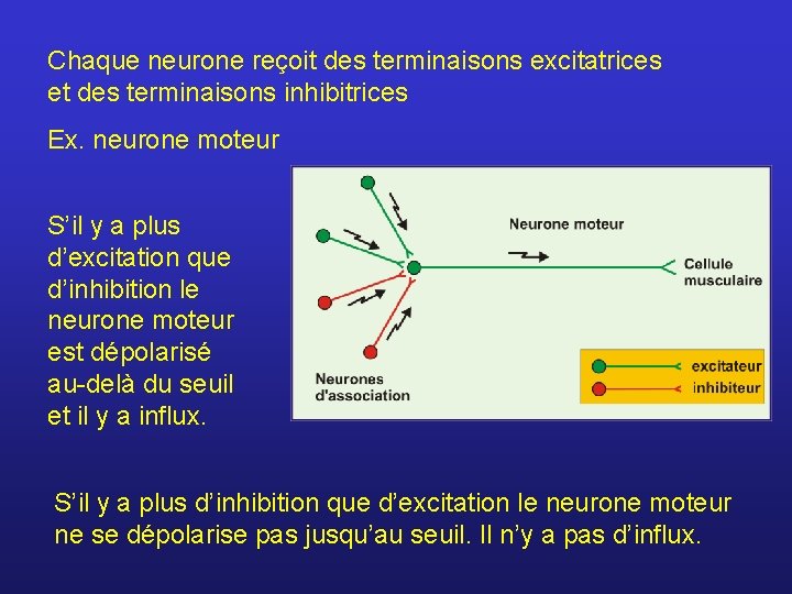 Chaque neurone reçoit des terminaisons excitatrices et des terminaisons inhibitrices Ex. neurone moteur S’il