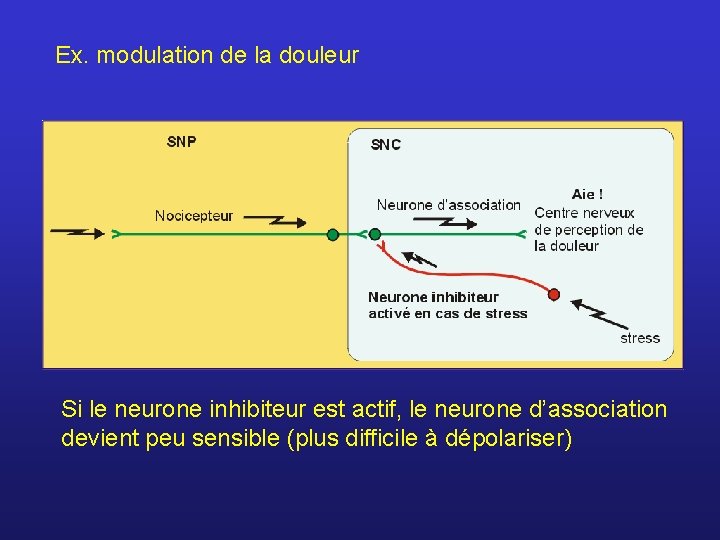 Ex. modulation de la douleur Si le neurone inhibiteur est actif, le neurone d’association