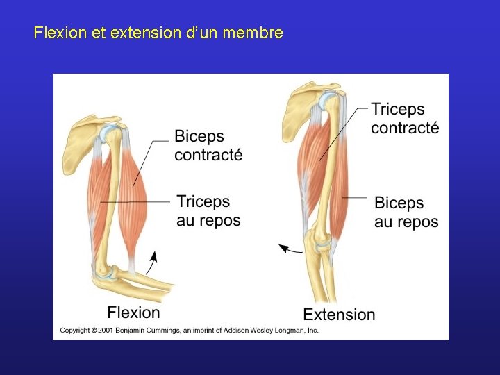 Flexion et extension d’un membre 