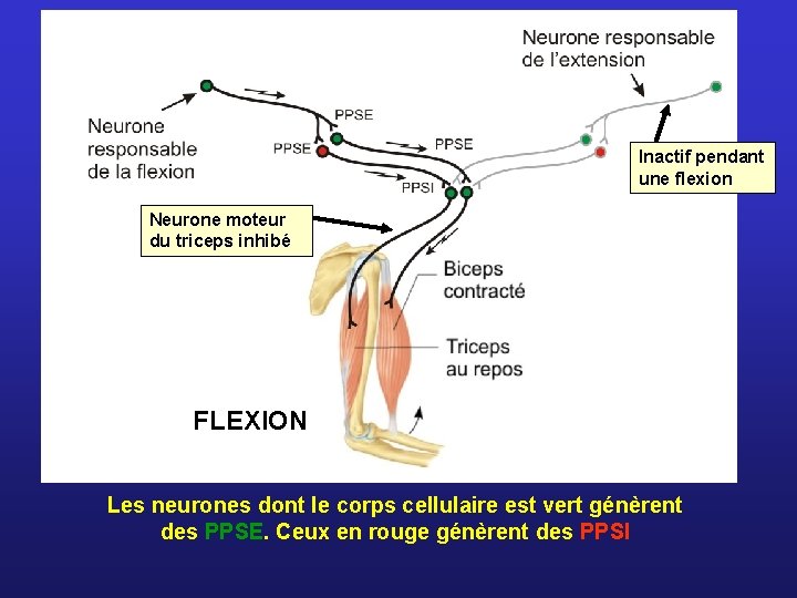 Inactif pendant une flexion Neurone moteur du triceps inhibé FLEXION Les neurones dont le