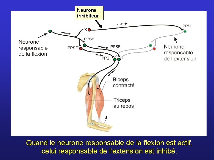 Neurone inhibiteur Quand le neurone responsable de la flexion est actif, celui responsable de