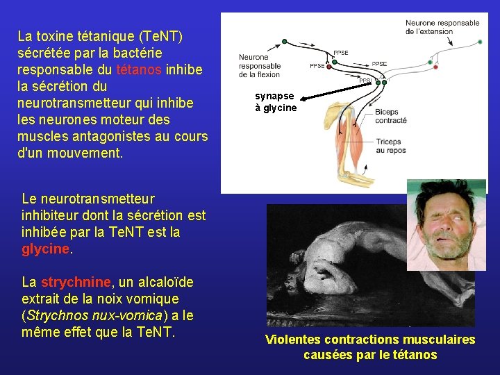 La toxine tétanique (Te. NT) sécrétée par la bactérie responsable du tétanos inhibe la