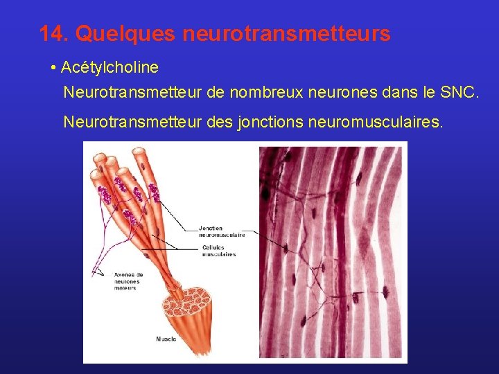 14. Quelques neurotransmetteurs • Acétylcholine Neurotransmetteur de nombreux neurones dans le SNC. Neurotransmetteur des