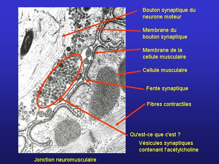 Bouton synaptique du neurone moteur Membrane du bouton synaptique Membrane de la cellule musculaire