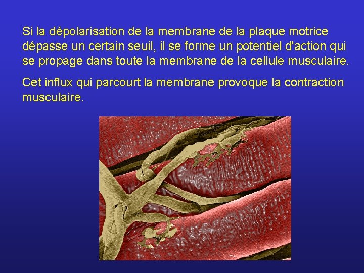 Si la dépolarisation de la membrane de la plaque motrice dépasse un certain seuil,