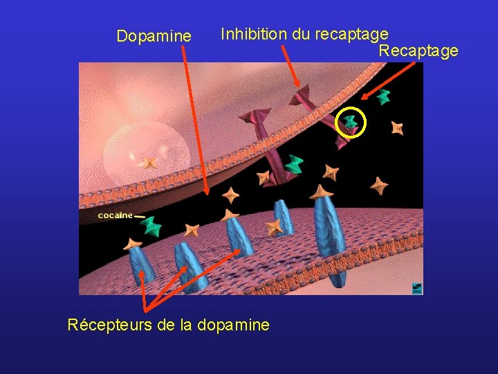 Dopamine Inhibition du recaptage Récepteurs de la dopamine 
