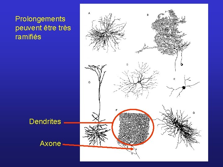 Prolongements peuvent être très ramifiés Dendrites Axone 