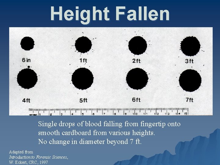 Height Fallen Single drops of blood falling from fingertip onto smooth cardboard from various