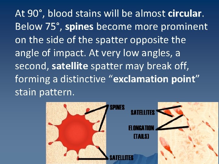 At 90°, blood stains will be almost circular. Below 75°, spines become more prominent