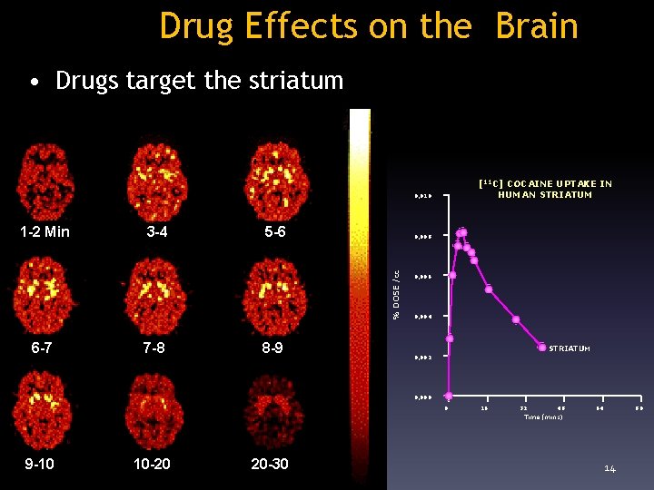 Drug Effects on the Brain • Drugs target the striatum [11 C] COCAINE UPTAKE