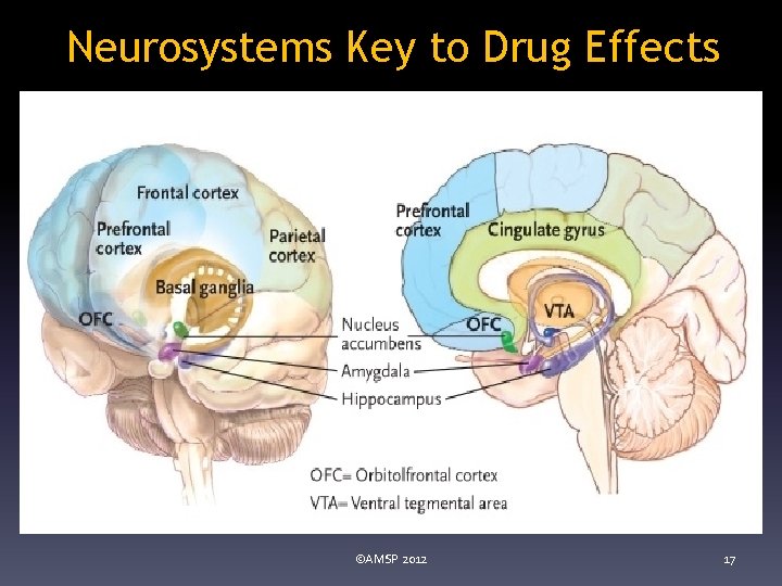 Neurosystems Key to Drug Effects ©AMSP 2012 17 