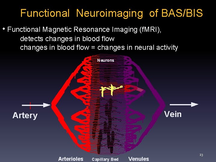Functional Neuroimaging of BAS/BIS • Functional Magnetic Resonance Imaging (f. MRI), detects changes in