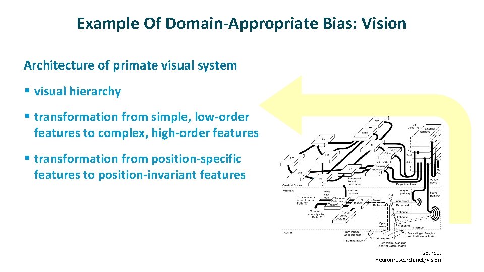 Example Of Domain-Appropriate Bias: Vision ü Architecture of primate visual system § visual hierarchy