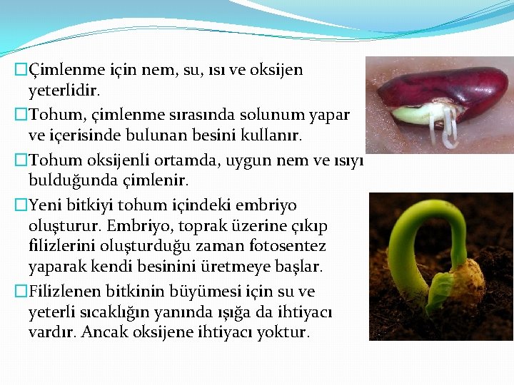 �Çimlenme için nem, su, ısı ve oksijen yeterlidir. �Tohum, çimlenme sırasında solunum yapar ve