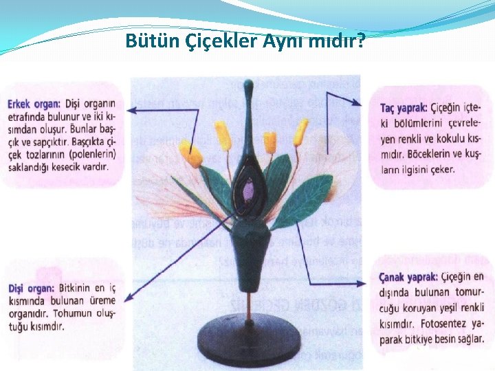 Bütün Çiçekler Aynı mıdır? 