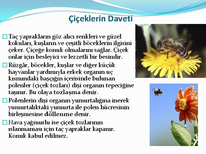 Çiçeklerin Daveti �Taç yaprakların göz alıcı renkleri ve güzel kokuları, kuşların ve çeşitli böceklerin