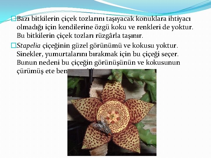 �Bazı bitkilerin çiçek tozlarını taşıyacak konuklara ihtiyacı olmadığı için kendilerine özgü koku ve renkleri