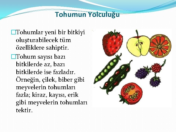 Tohumun Yolculuğu �Tohumlar yeni bir bitkiyi oluşturabilecek tüm özelliklere sahiptir. �Tohum sayısı bazı bitkilerde