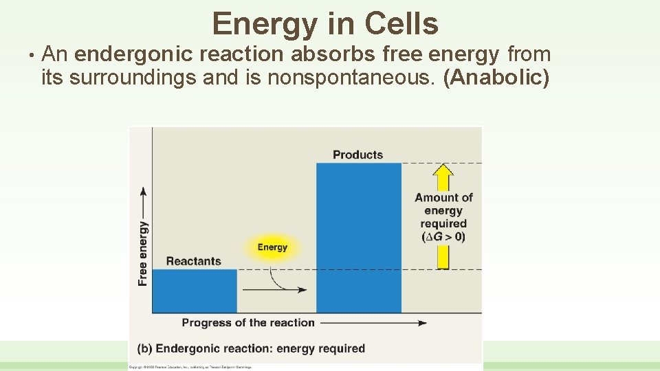 Energy in Cells • An endergonic reaction absorbs free energy from its surroundings and